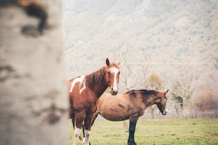 horse graze in a farm in Matese Lake, Letino, Caserta district, Campania, Italyの写真素材