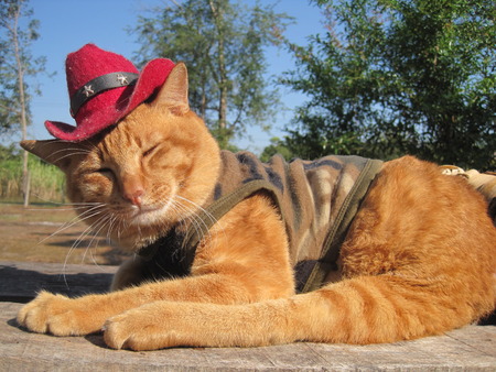 Close up to a brown catの写真素材