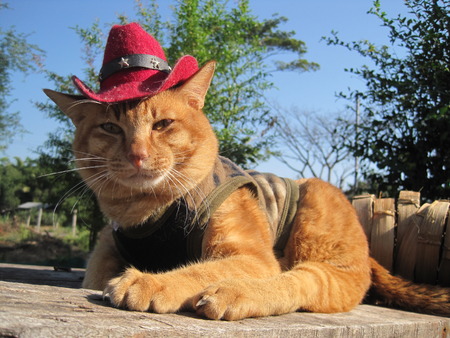 Close up to a brown catの写真素材