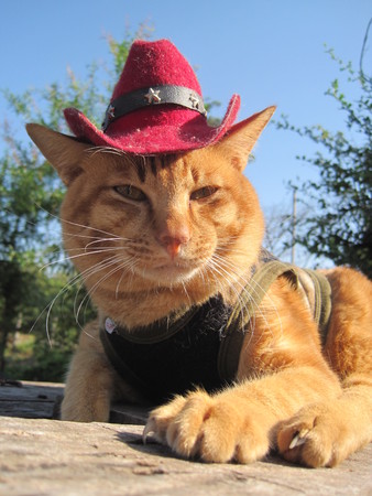 Close up to a yellow brown catの写真素材