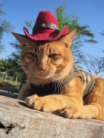 Close up to a yellow brown cat with a hatの写真素材