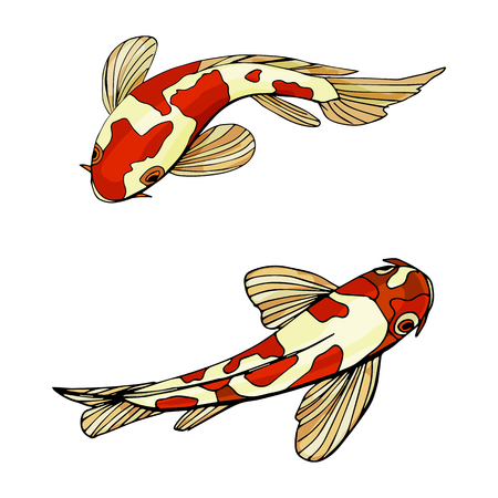 Carp Koi vector illustration Two fishes white and red on white background. Hand painted.のイラスト素材