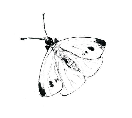 White cabbage butterfly illustartion on white backgroundの写真素材