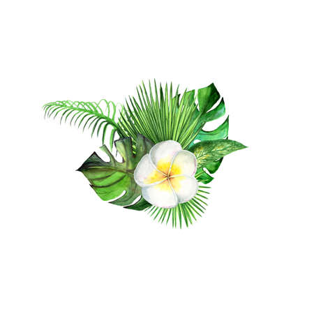 Watercolor tropical plant leaves and exotic plumeria flowerの写真素材