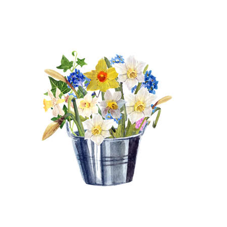 Spring narcissus watercolor bouquet in a bucket on white backgroundの写真素材