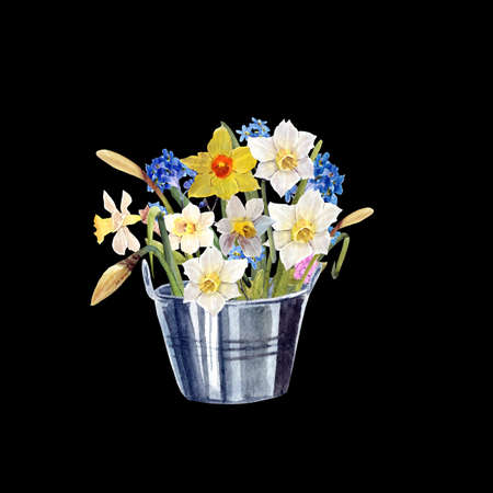 Spring narcissus watercolor bouquet in a metallic bucketの写真素材