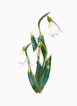 White snowdrop flower on white background, botanical illustrationの写真素材