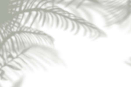 Abstract tropical palm leaf shadow on white wallの写真素材