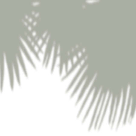 Abstract summer tropical palm leaf shadow on white wallの写真素材