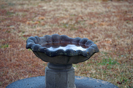 Bird bath in the rain