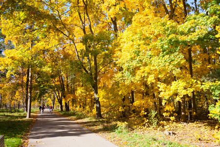 MOSCOW, RUSSIA - OCTOBER 11, 2018: Yellow trees, alley and people in Kuzminki Park on sunny, autumn day. Kuzminki Park is located in South-Eastern administrative district of Moscow.のeditorial素材