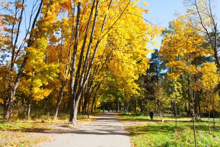 MOSCOW, RUSSIA - OCTOBER 11, 2018: Yellow trees, people and alleys in Kuzminki Park on autumn, sunny day. Kuzminki Park is located in South-Eastern administrative district of Moscow.のeditorial素材