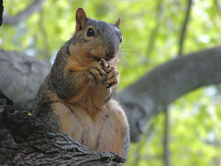 Red-Brown Squirrel