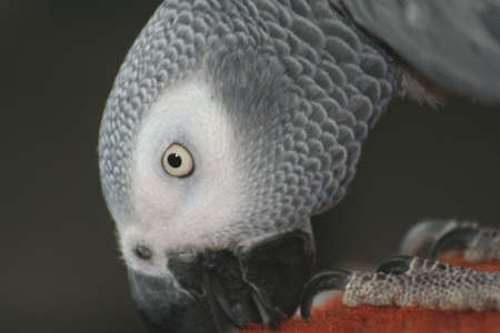 African Grey Parrotの写真素材