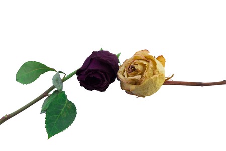 isolated the macro two old dried roses of violet and yellow color on a white backgroundの写真素材