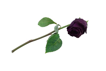 isolated macro the dried-up rose flower old on a white backgroundの写真素材