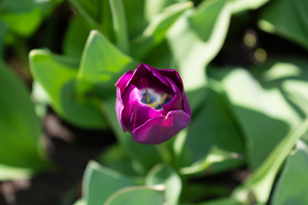 Violet tulip bloom, field in spring time with sunlight, floral background, garden sceneの写真素材