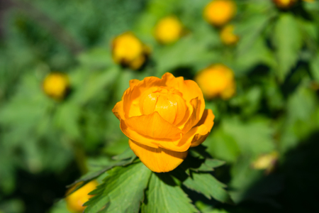 Globeflower, Trollius asiaticus on background of green leavesの写真素材