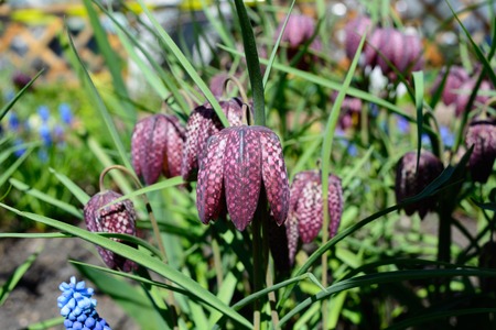 Fritillaria Meleagris blossoming on a bed in a garden in the summerの写真素材