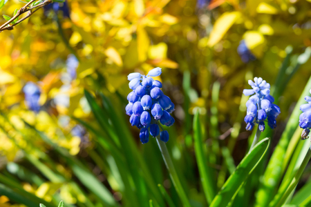 Blue Grape Hyacinth Muscari armeniacum flower in bloom in springの写真素材
