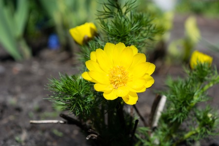 Beautiful spring yellow flowers Pheasant's eye, Adonis vernalisの写真素材
