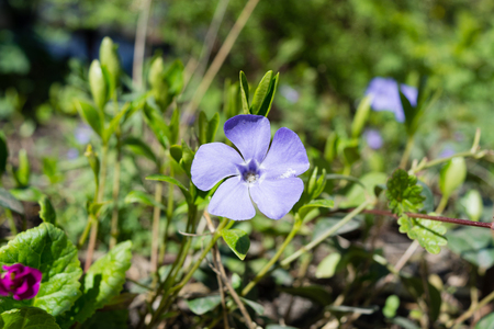 great Immergruen Vinca major blossoming in a garden in the summerの写真素材