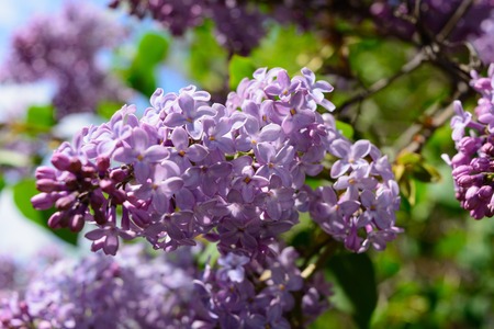 Lilac blooms. A beautiful bunch of closeup. Flowering. Bush Bloom. flowers in the garden.の写真素材