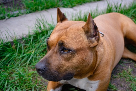 American Staffordshire Terrier outdoor portrait has a rest on a lawn in a gardenの写真素材