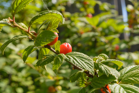 macroshooting juicy red Nanking Cherry berry Cerasus tomentosa in the blossoming garden in the summerの写真素材