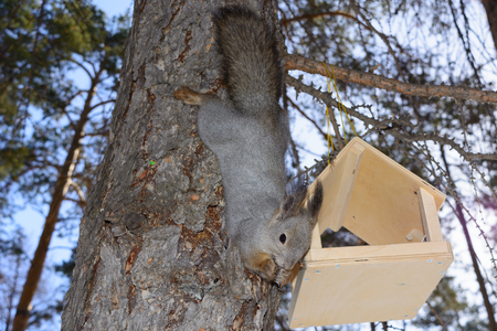 The gray squirrel clings to a pine trunk in the winter parkの写真素材