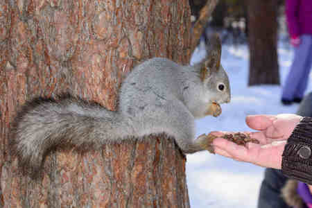 The gray squirrel clings to a pine trunk in the winter park and eats nuts from a handの写真素材