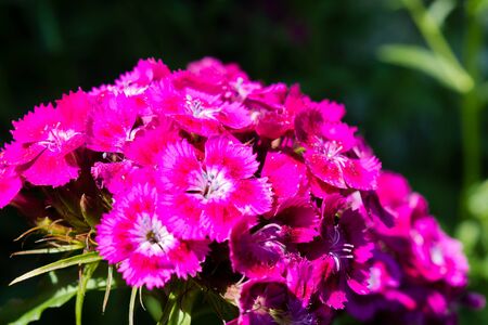 sweet william, Dianthus barbatus, macro pink carnation on a bed, a background green leaves and a grassの写真素材
