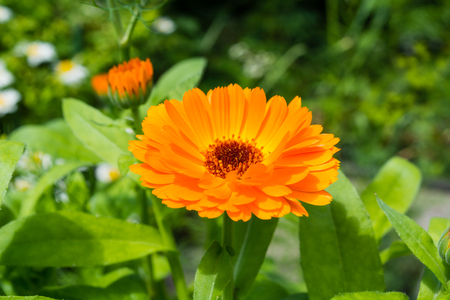 yellow calendula macro summer in a garden against the background of green foliageの写真素材