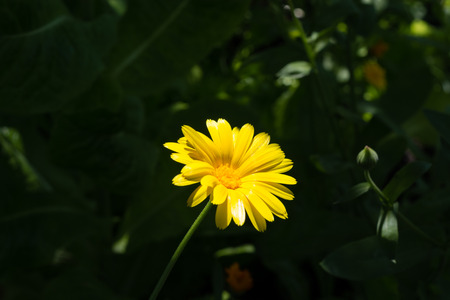 yellow calendula macro summer in a garden against the background of green foliageの写真素材
