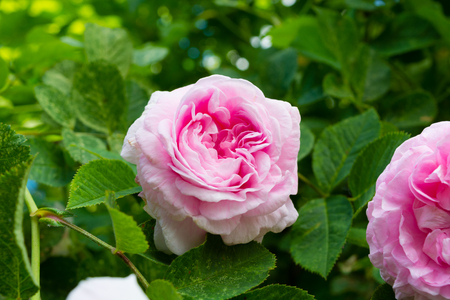 pink rose in the summer in a garden. background green leavesの写真素材