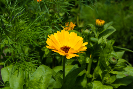 yellow calendula macro summer in a garden against the background of green foliageの写真素材
