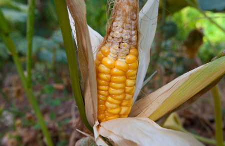 Yellow corn meal, yellow maize, Closeup corn on the stalk in the corn field, 