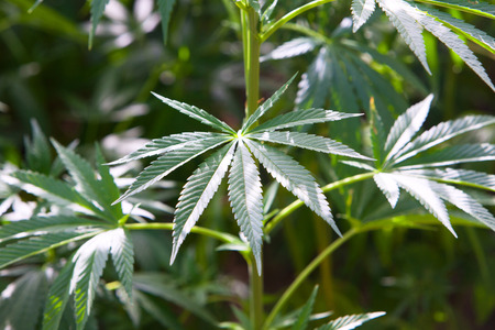 cannabis field, hashish, cannabis background, leaf of marijuana plant, taberrant moroccoの写真素材