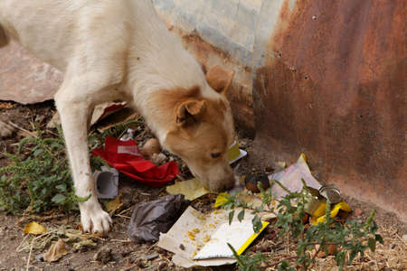 A white stray dog ââwith a red spot eat food scraps at the garbage dump. dog eating garbageの写真素材