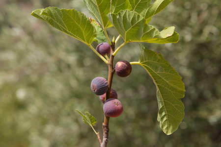 Figs on the branch of a fig tree. Branch of fig tree with leaves and fruits