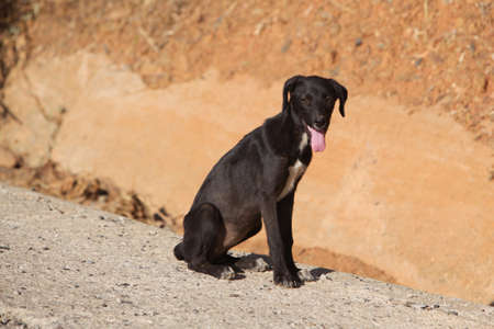black dog lying on the ground in a maroccan road looking towards the cameraの写真素材