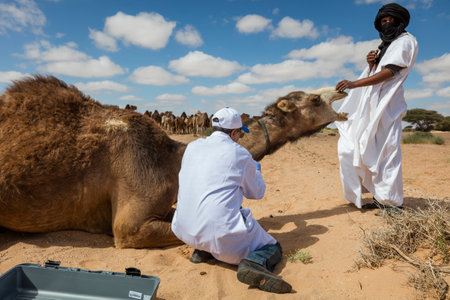 animal Veterinary care, camel Veterinary in moroccan desertの写真素材