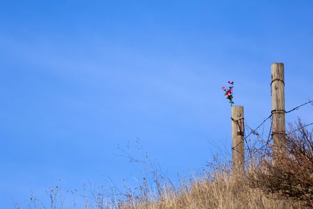 Bouquet of roses on cattle fence high on cliff.の写真素材