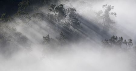 Beams of sunlight streaming through fog in forestの写真素材