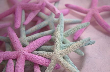 Pastel starfishの写真素材