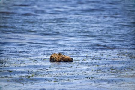 Otter mother and pup sleeping lazily in kelpの写真素材