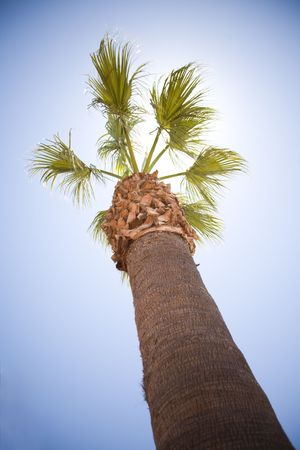 A palm tree towering into the sky backlit by the sunの写真素材