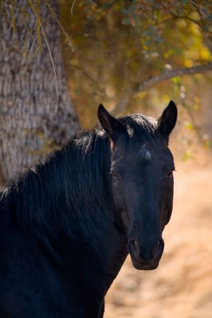 Black Horse looking at camera in fall colors (0523)の写真素材