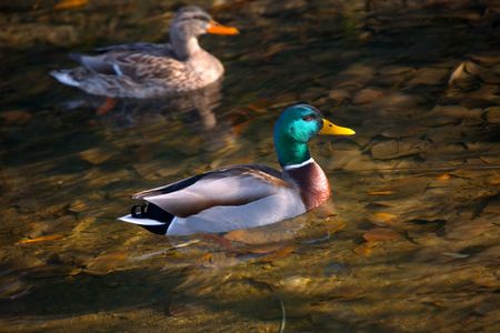 Male and Female Mallard in Fall Riverの写真素材