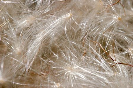 Closeup showing the intricate texture of thistle seed podsの写真素材